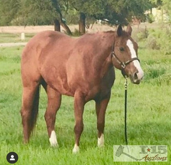 "De Great Jess" AQHA Registered Dun Gelding- See Video!