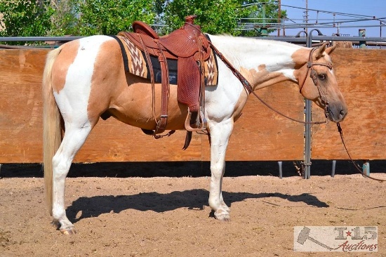 "Biscuit" 1050 lb Tobiano Palomino Paint Grade Gelding- See Video!