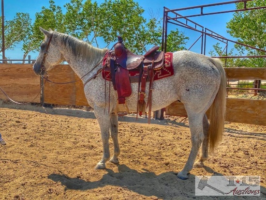 "Blue" 1050 lb Flea Bitten Gray Grade Gelding