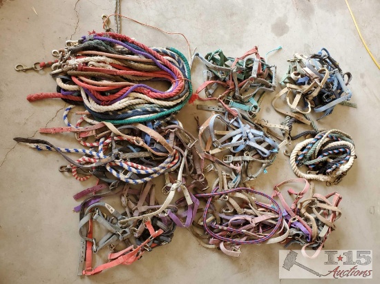 Large Lot of Webbed Halters and Lead Ropes