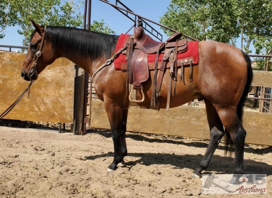 "Maxwell" 1250 lb Big Bay Grade Gelding- See Video!