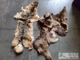 2 Animal Hides