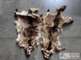 2 Racoon Pelts