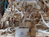 Approx 21 Antlers and Shipping Tags