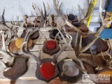 12 Wall Mounts with Antlers