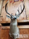 Buck Mount