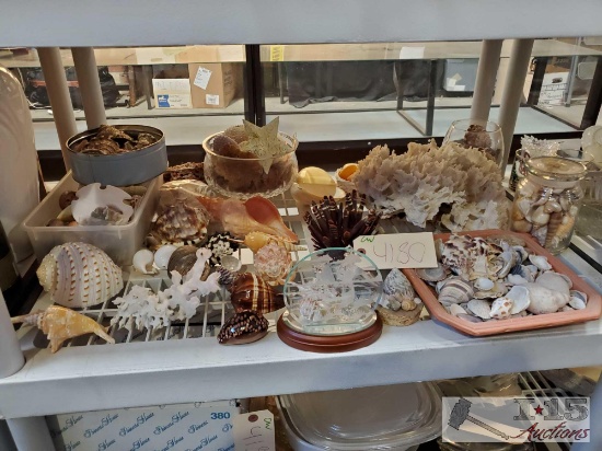Sea Shells, Coral, And More