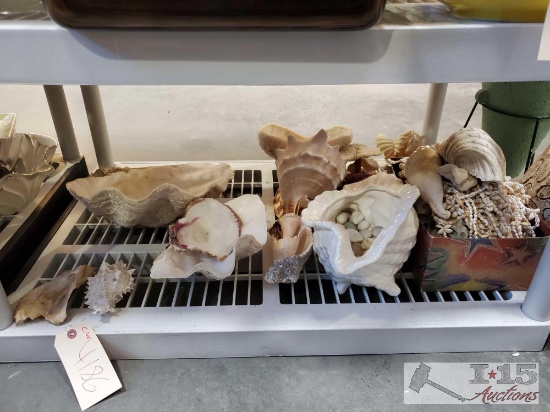 Sea Shells, Rocks, And More