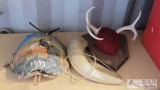 Antlers, Shells and Horn