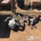 Electric Chainsaw and Gasoline Blower