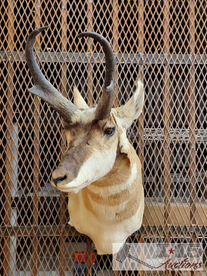 Pronghorn Mount