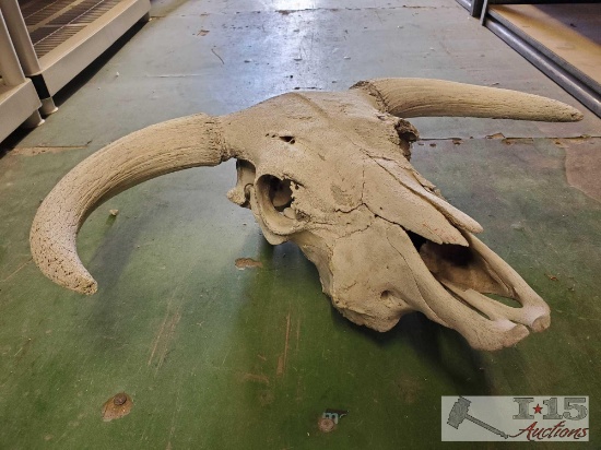 Skull Mount