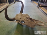 Skull Mount