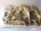 Antique Horse Brass Collectables