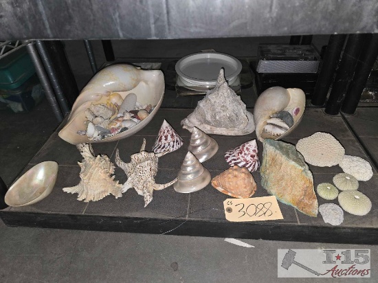 Sea Shell Collection