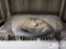 George Forman Grill