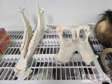 Goat Pelvic Bone and Jaw