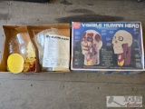 The Visible Head Life-Size Anatomically Accurate Model Kit