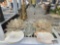 Candle Holders & Seashells