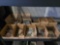 Decorative Rocks