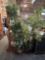 Coat Rack and 2 Faux Plants