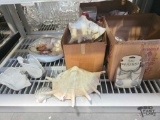 Seashells & Decor