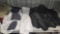 NEW!!! (7) Adult & Youth Padded Game Pants