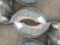 PR. Implement Tires