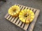 Set OF Wheel Pie Weights
