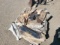 Skid of Plow Shears ETC.