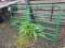 8ft. Farm Gate