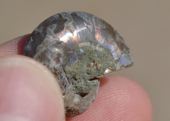 16.50 Carat Fossilized Seashell Ammolite
