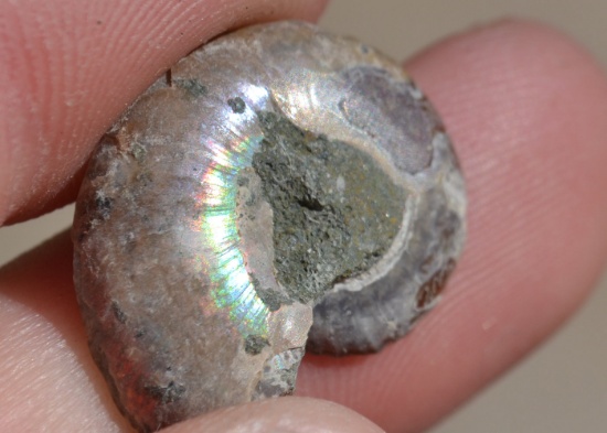 11.58 Carat Fossilized Seashell Ammolite