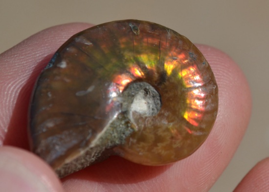 33.91 Carat Amazing Fossilized Seashell Ammolite