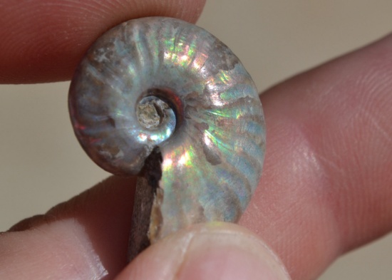 21.58 Carat Fantasic Seashell Ammolite