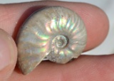 20.69 Carat Fantastic Seashell Ammolite