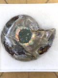 Medium Size Ammolite 56.3 ct