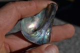 31.51 Carat Fine Abalone Shell