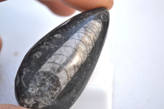 105+ Carat Fantastic Fossilized Orthoceras Cabochon