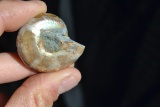 80.38 Carat Fine Fossilized Seashell Ammolite