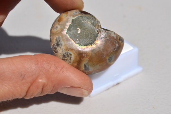 86.15 Carat Fantastic Seashell Ammolite