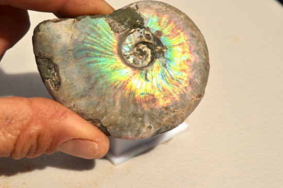 200+ Carat Fantastic, Huge Fossilized Seashell Ammolite