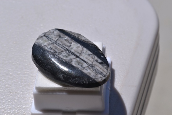 92.30 Carat Fantastic Orthoceras Cabochon