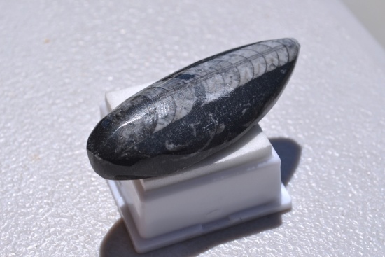 124.95 Carat Fantastic Orthoceras Cabochon