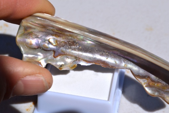 65.80 Carat Abalone Shell Piece