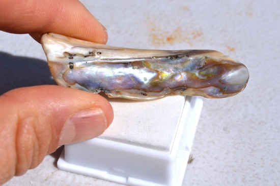 36.80 Carat Abalone Shell Piece