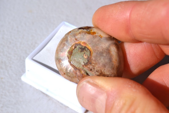58.71 Carat Very Fine Fossilized Ammolite