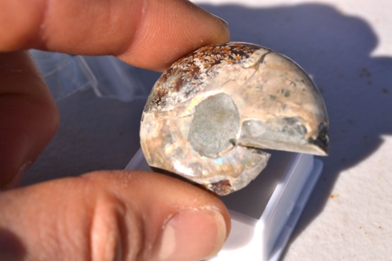 67.00 Carat Beautiful Fossilized Ammolite