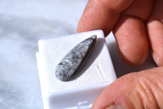 14.97 Carat Fine Polished Fossilized Orthoceras