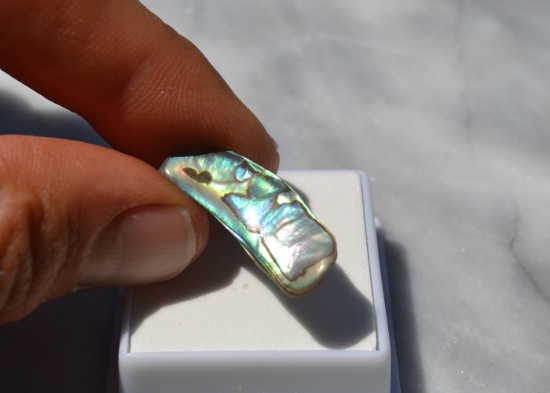 5.50 Carat Bright and Beautiful Abalone Shell